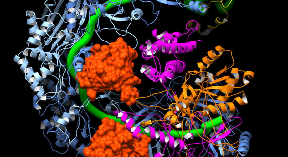 This image shows how the CRISPR surveillance complex is disabled by two copies of anti-CRISPR protein AcrF1 (red) and one AcrF2 (light green). These anti-CRISPRs block access to the CRISPR RNA (green tube) preventing the surveillance complex from scanning and targeting invading viral DNA for destruction (Image from Lander Lab).