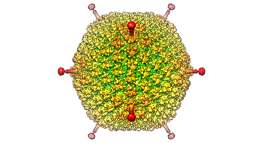 The species of adenovirus (HAdV-D26) highlighted in this study normally targets the eyes, but researchers are looking to use it as a vector for delivering helpful genes to cells. (Image courtesy Vijay Reddy.)