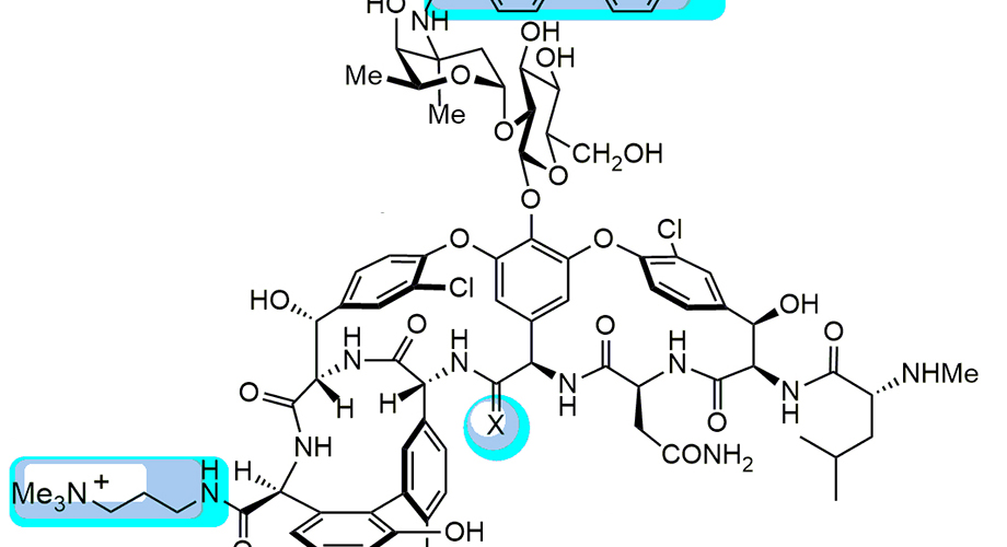 Three modifications to vancomycin's structure (shown in blue) give it new "mechanisms of action" for fighting infection. (Image courtesy Boger Lab.)