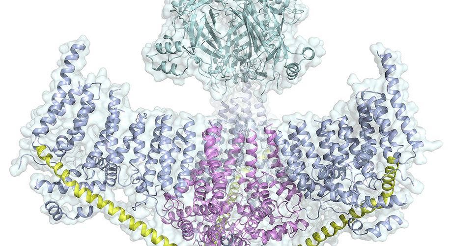 Structure of Piezo1, showing two of the three blades that surround the central pore. (Courtesy Ward Lab)