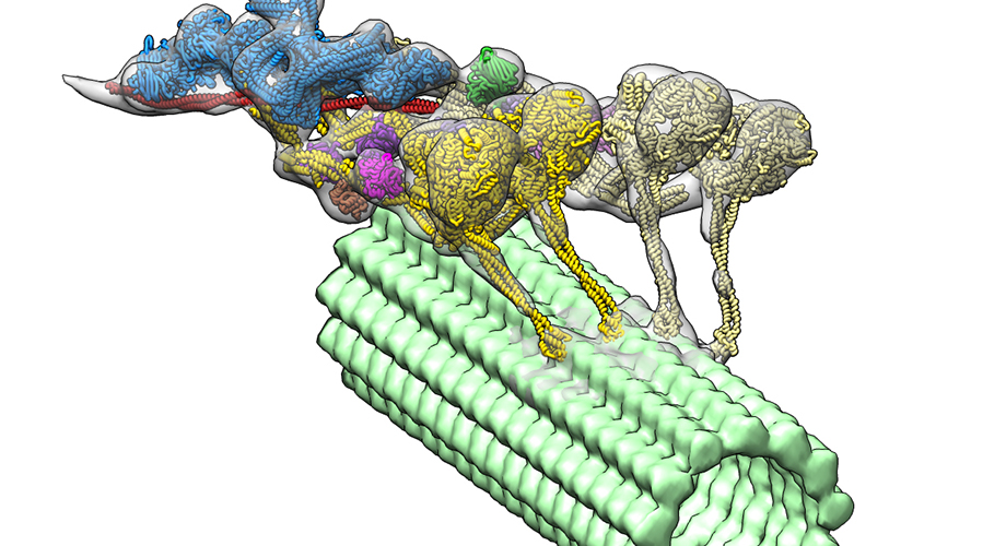 The dynein-dynactin complex (multi-color) motors down a microtubule (green). The four motor domains are shown in yellow. Dynactin (blue) provides the scaffold to keep the two dyneins together. (Image from Danielle Grotjahn, Lander Lab) 

Image adapted from the associated publication “Cryo-electron tomography reveals that dynactin recruits a team of dyneins for processive motility" in Nature Structural and Molecular Biology.