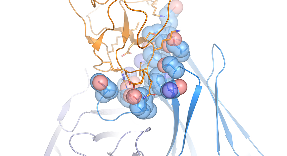 The structure of the ROR1-binding arm of the bi-specific antibody in complex with ROR1 was determined by X-ray crystallography. (Rader lab, The Scripps Research Institute)