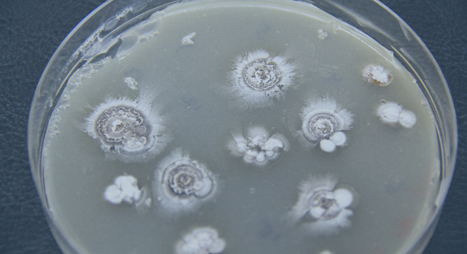 A culture of a thiocarboxylic acid producing strain of bacteria (Shen Lab / The Scripps Research Institute)