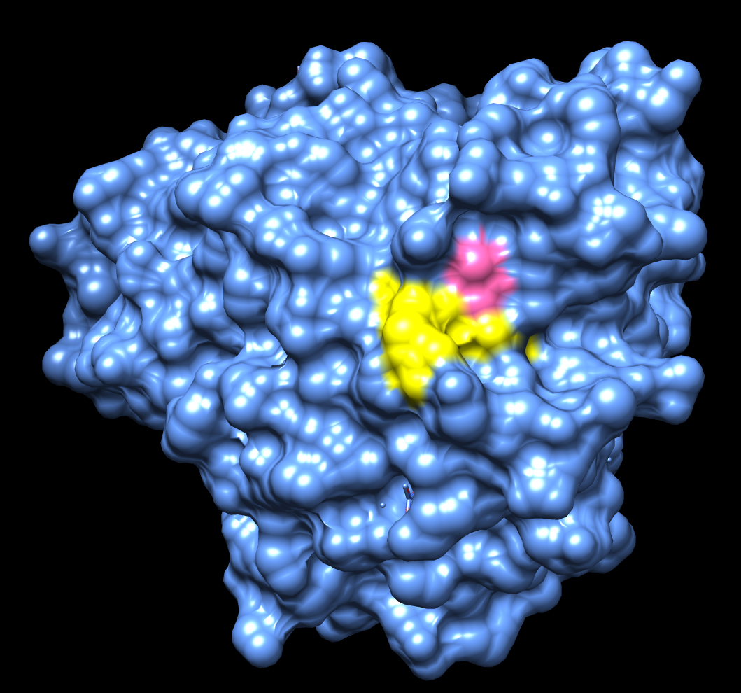 The new Scripps Research Institute study de-mystifies the molecular workings of the popular MS drug Tecfidera<sup>®</sup>. Shown here is the crystal structure of adenosine deaminase, one of the protein targets of the drug, with the amino acid it is labeling in pink and neighboring residues associated with a human immunodeficiency in yellow.