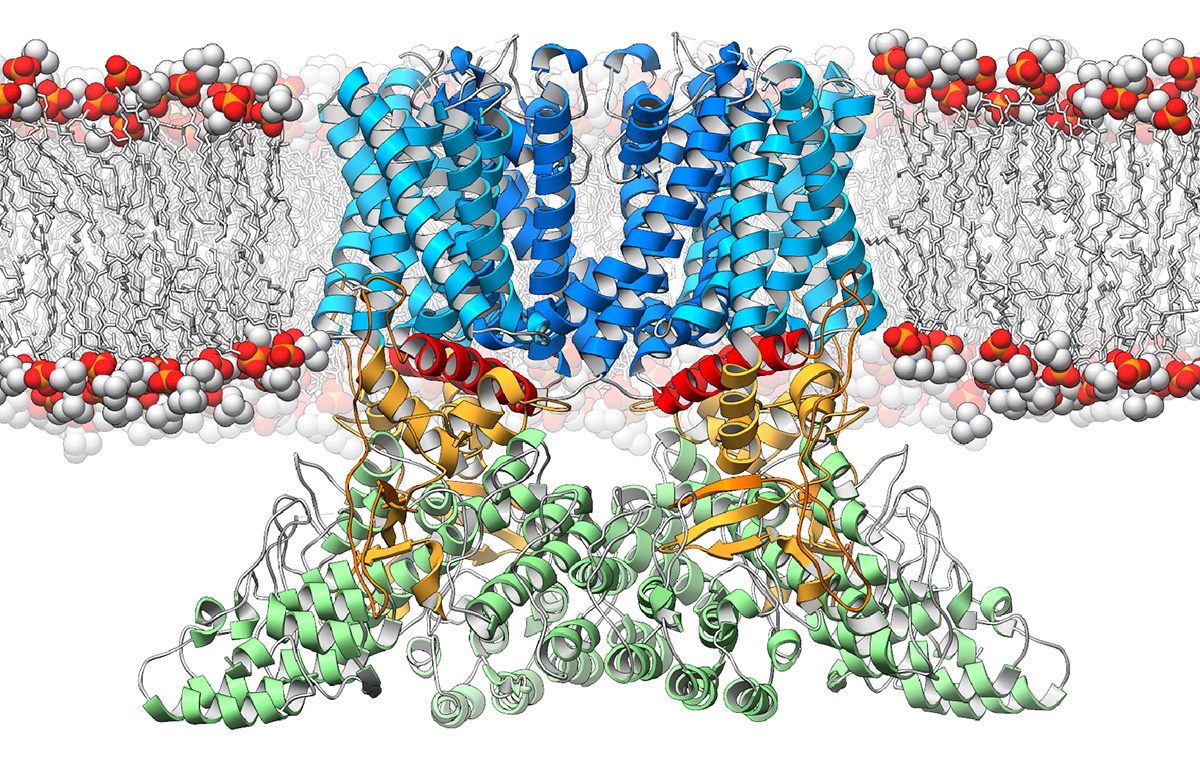 A new study from The Scripps Research Institute (TSRI) and the Duke University Medical Center reveals the three-dimensional structure of a crucial ion channel, shedding light on its role in the immune system.