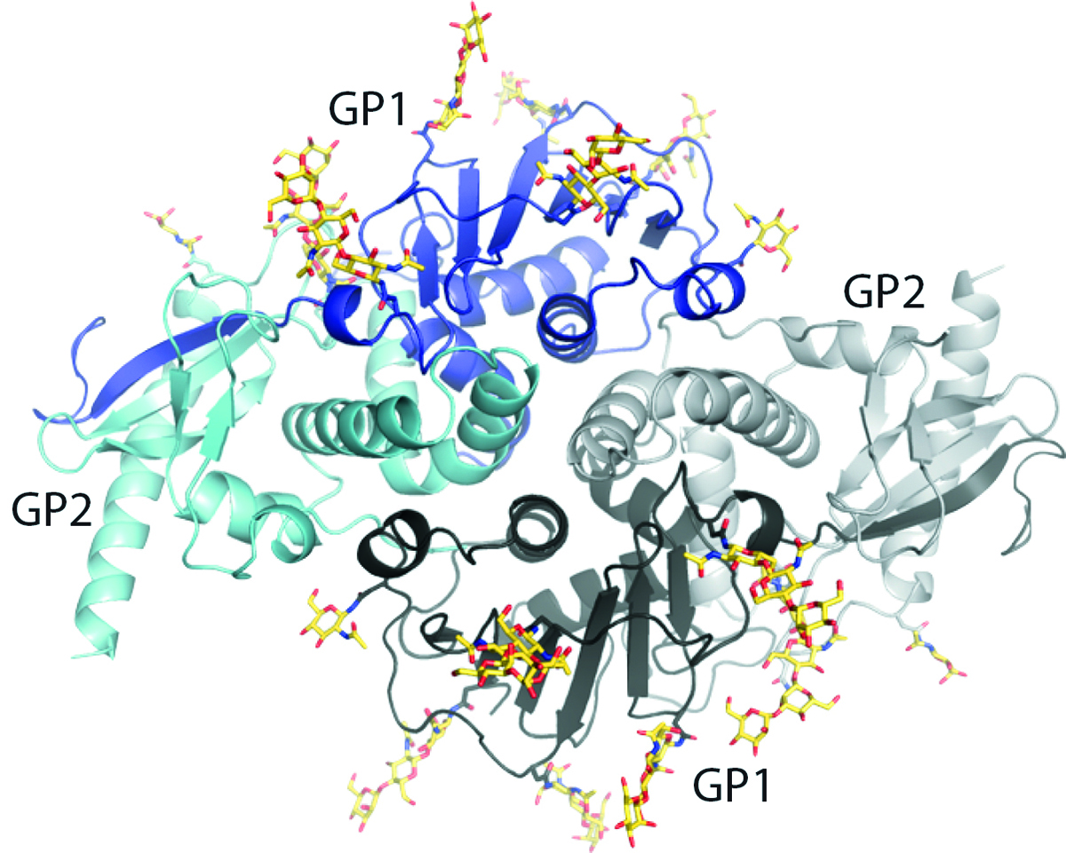 The new structure gives scientists a new view of lymphocytic choriomeningitis virus (LCMV), a virus present on every continent except Antarctica. (Image courtesy of the Ollmann Saphire lab, The Scripps Research Institute.)