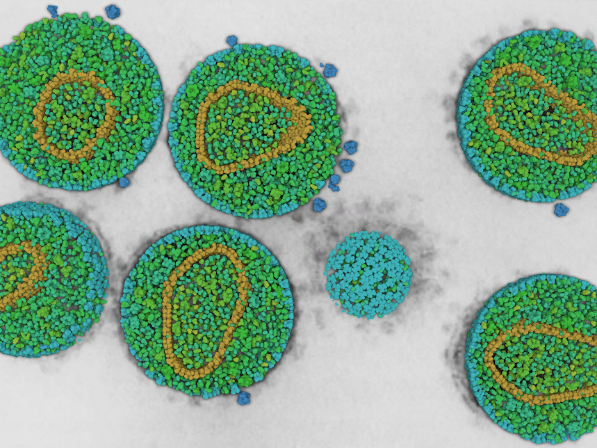 The consortium will stimulate work on collaborative, interdisciplinary projects to assemble and simulate a virtual model of a cell, down to an atomic level of detail. (Image courtesy of the Olson lab.)