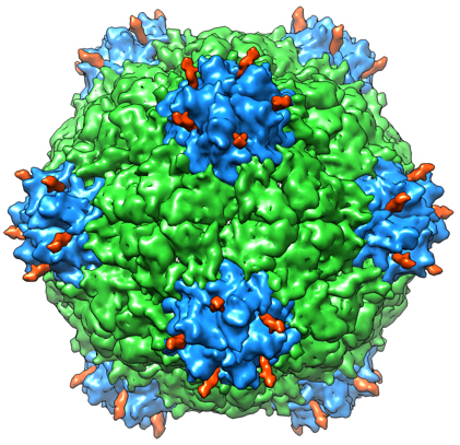 A new study shows that  a hollowed-out version of cowpea mosaic virus (above) could be useful in human therapies.