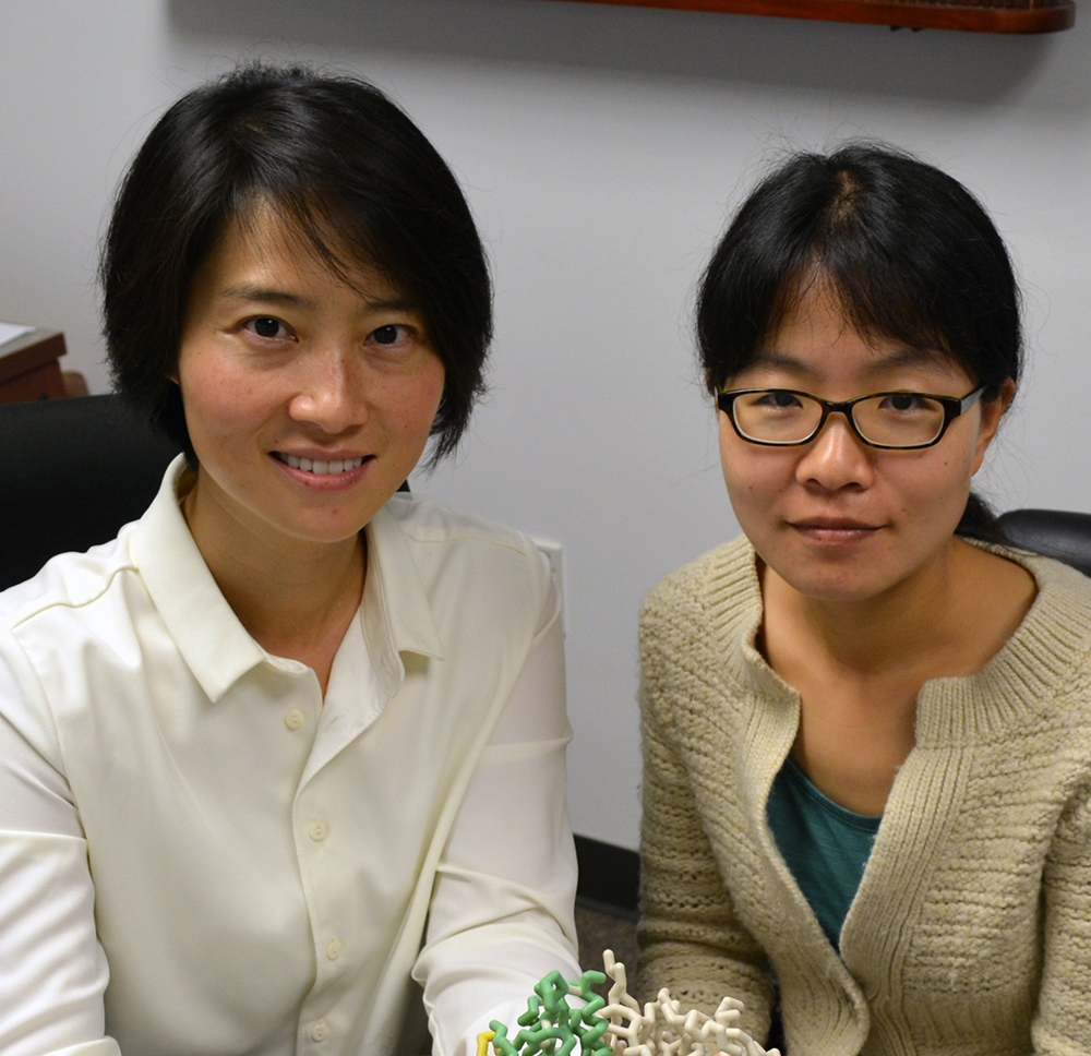 The Scripps Research Institute Professor Xiang-Lei Yang (left) and Research Associate Zhongying Mo were key authors of the new study.